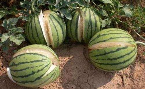 宿迁网红吃瓜事件真相,真相背后的网络狂欢与反思 第2张 宿迁网红吃瓜事件真相,真相背后的网络狂欢与反思 第2张